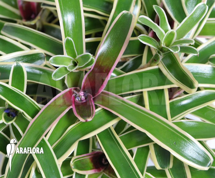 Neoregelia-schultesiana_Fireball-variagated_(XL)-1