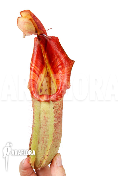 Nepenthes veitchi x robcantlyi