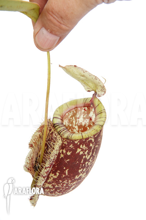 Nepenthes x hookeriana ‚Dark‘ (rafflesianum x ampularia) ‚XL‘