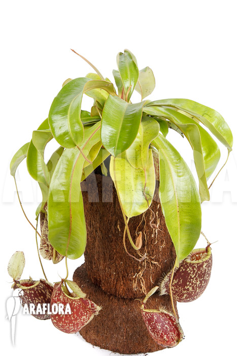 Nepenthes x hookeriana ‚Dark‘ (rafflesianum x ampularia) ‚XL‘