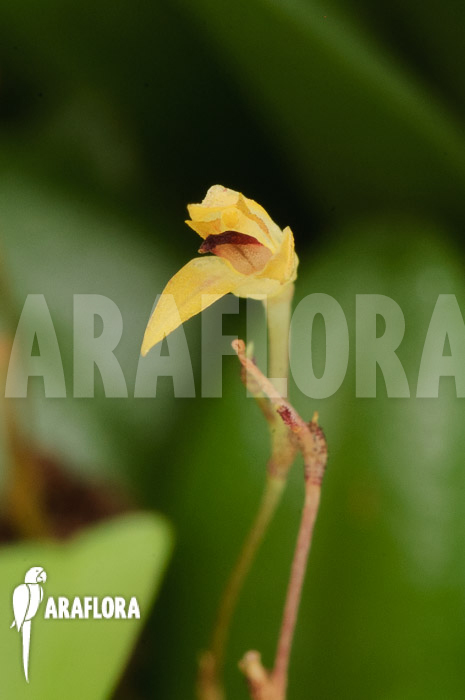 Panmorphia minutalis