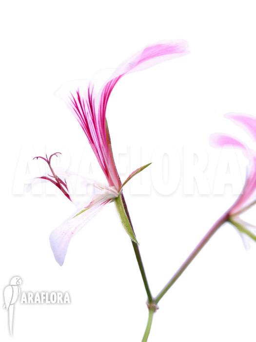 Pelargonium tetragonum