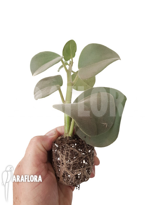 Peperomia hovaria ‚Starter‘