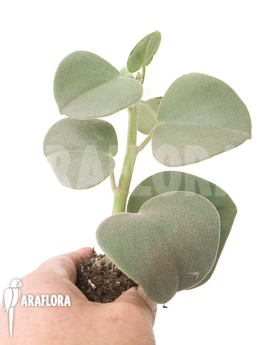 Peperomia hovaria ‚Starter‘