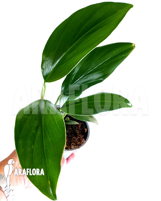 Philodendron ‚Kylin tail‘