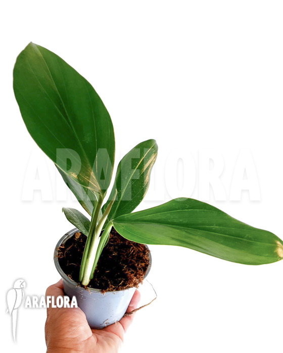 Philodendron ‚Kylin tail‘