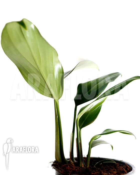Philodendron ‚Kylin tail‘