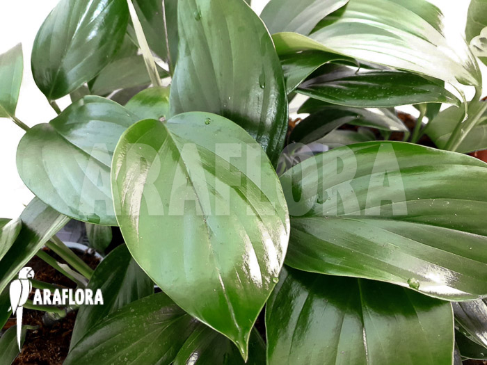 Philodendron ‚Kylin tail‘