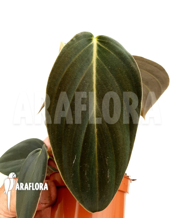 Philodendron gigas ’starter‘