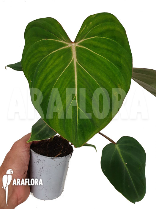 Philodendron gloriosum Type C ’starter‘