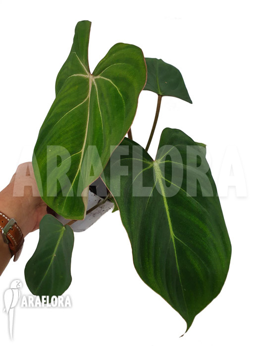 Philodendron gloriosum Type C ’starter‘