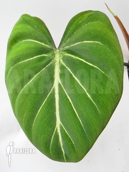 Philodendron-gloriosum-starter-1