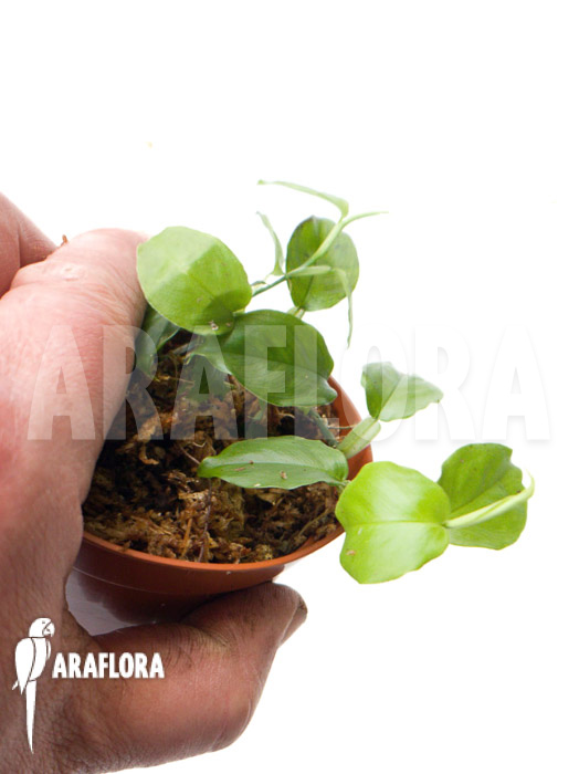 Philodendron pteromischum