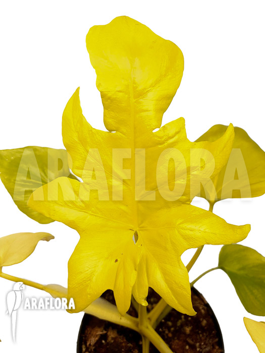 Philodendron selloum yellow ’starter‘