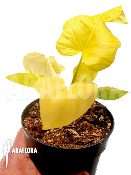 Philodendron selloum yellow ’starter‘