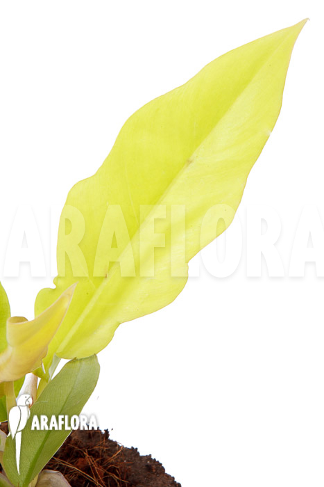 Philodendron x ‚Golden Saw‘