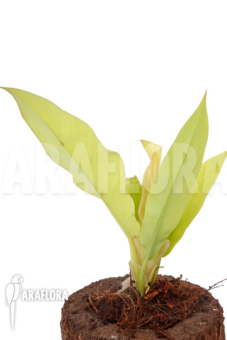 Philodendron x ‚Golden Saw‘
