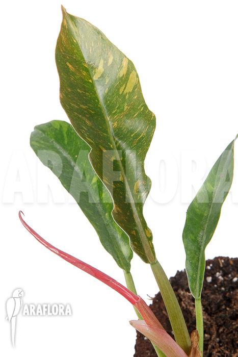 Philodendron x ‚caramel marble pink‘