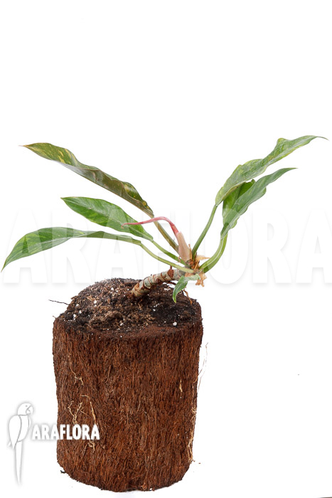 Philodendron x ‚caramel marble pink‘