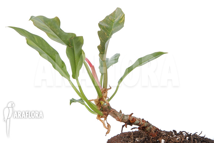 Philodendron x ‚caramel marble pink‘