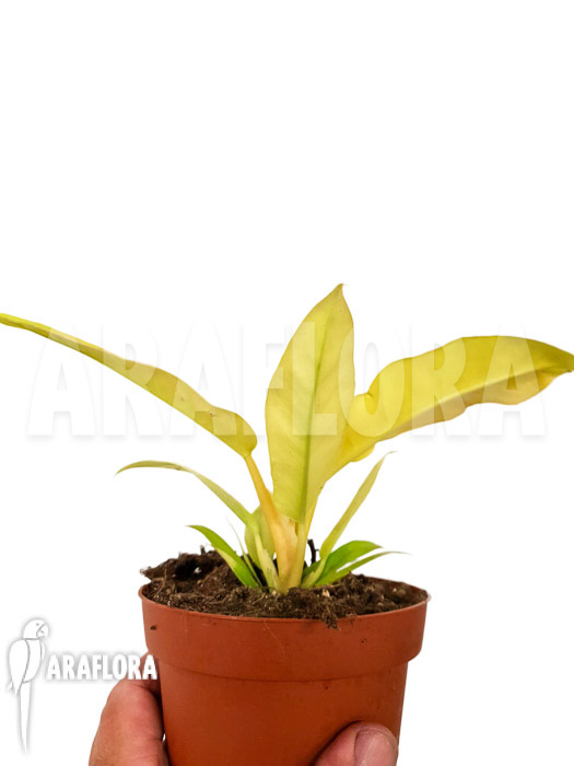 Philodendron ‚Yellow saw‘