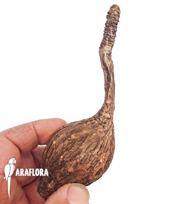 Phylanthus mirabilis ‚Starter‘