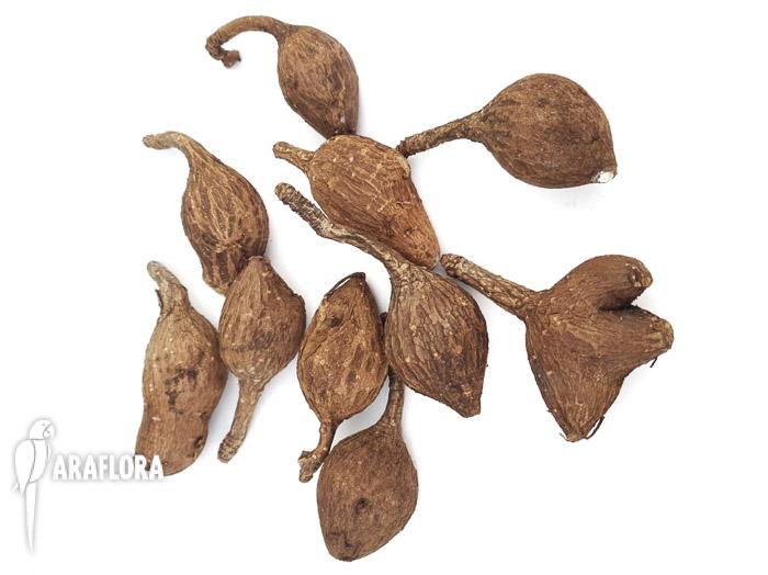 Phylanthus mirabilis ’starter‘