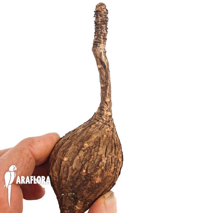 Phylanthus mirabilis ’starter‘