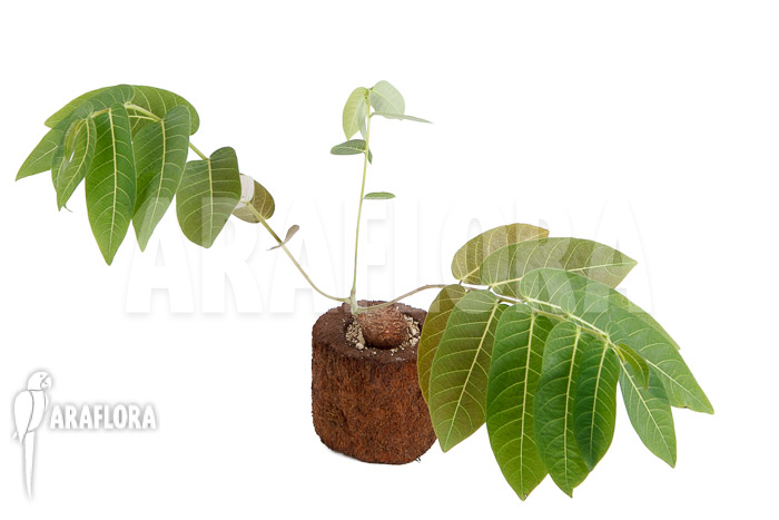 Phyllanthus mirabilis S