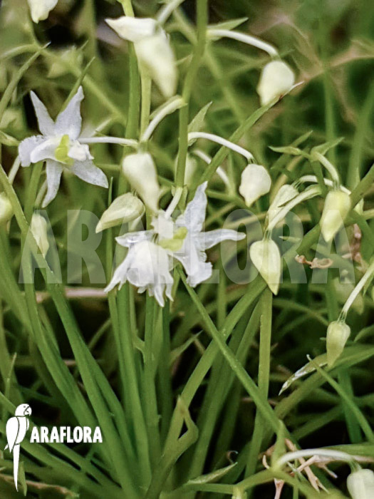 Phymatidium tillandsioides