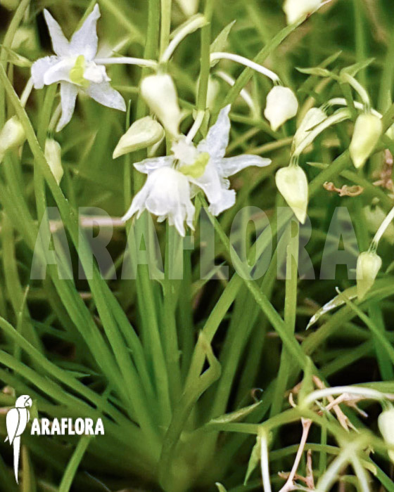 Phymatidium tillandsioides