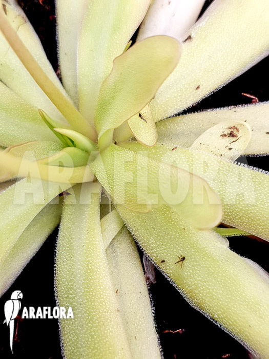 Pinguicula x ‚Anna‘