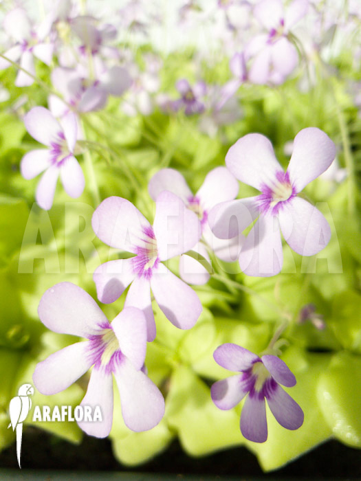 Pinguicula x ‚Tina‘