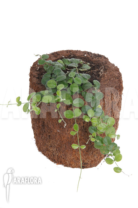 Plant species a2 costa rica