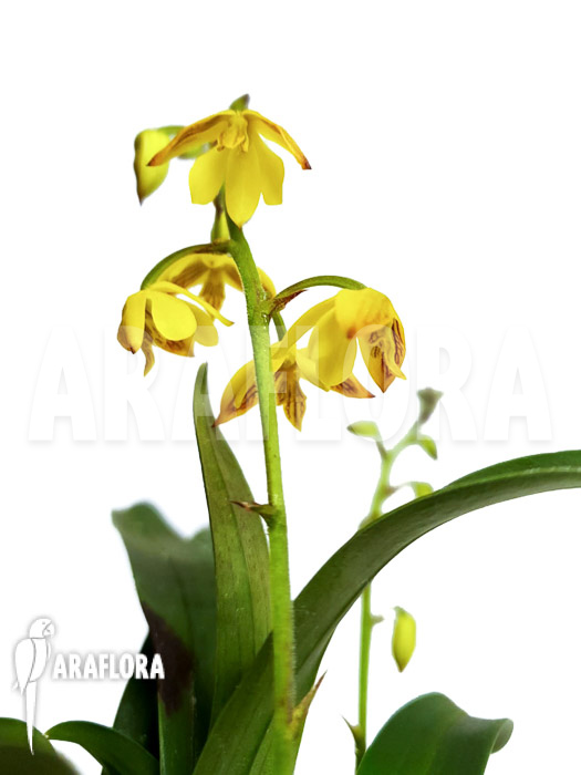 Polystachya pubescens