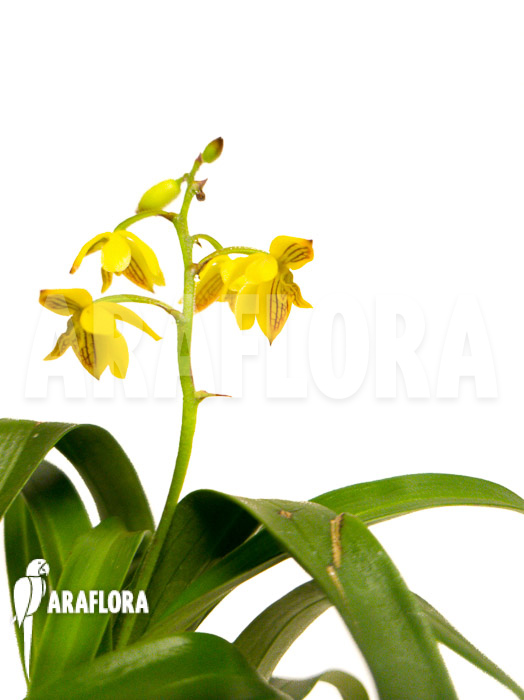 Polystachya pubescens