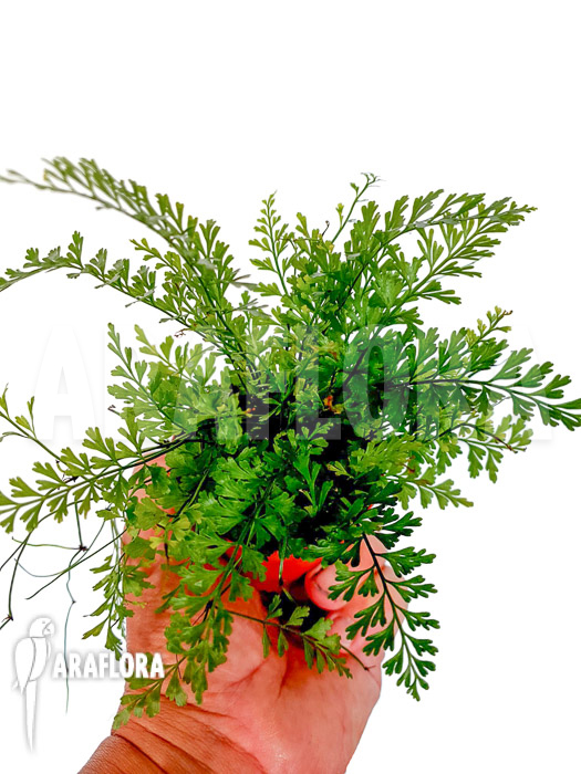 Polystichum sp Tropical