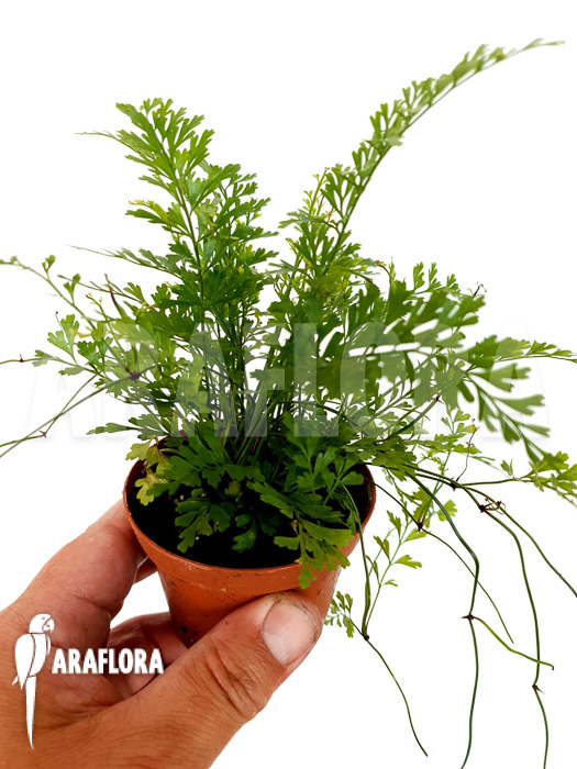 Polystichum sp Tropical