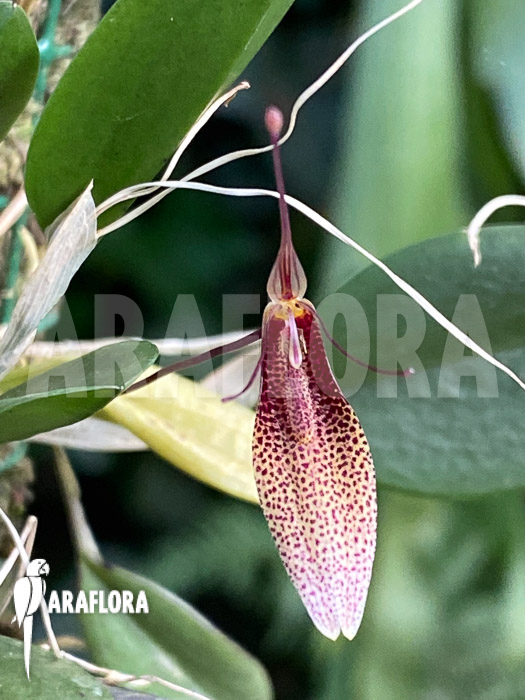 Restrepia tsubotae