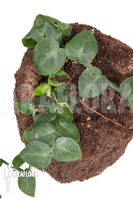 Rhaphidophora celatocaulis ‚Small species‘ ‚L‘