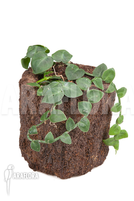 Rhaphidophora celatocaulis ‚Small species‘ ‚L‘