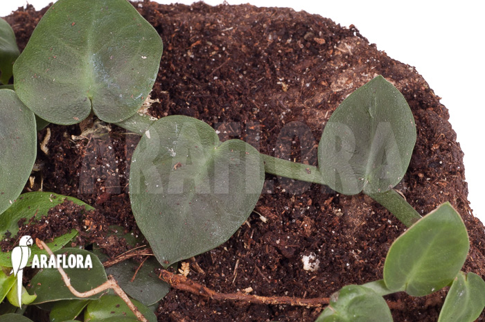 Rhaphidophora celatocaulis ‚Small species‘ ‚L‘