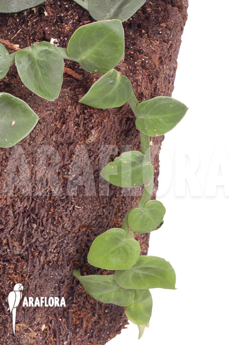 Rhaphidophora celatocaulis ‚Small species‘ ‚L‘