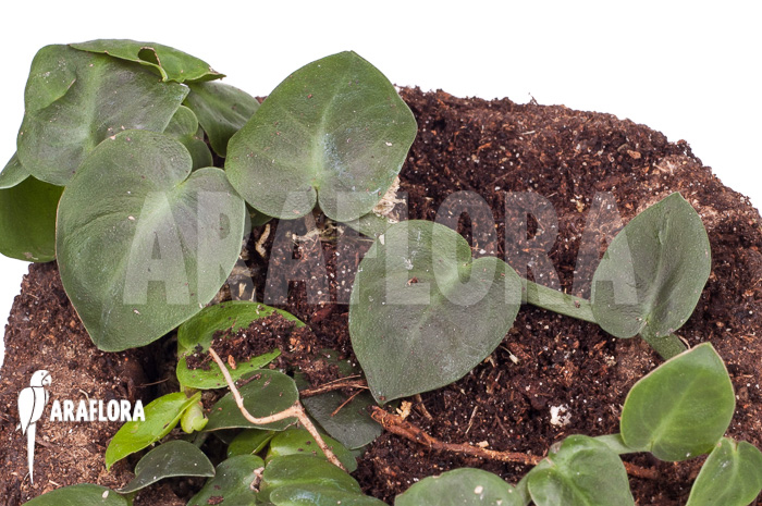 Rhaphidophora celatocaulis ‚Small species‘ ‚L‘