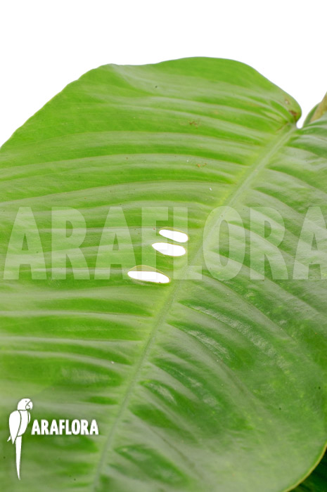 Rhaphidophora foraminifera