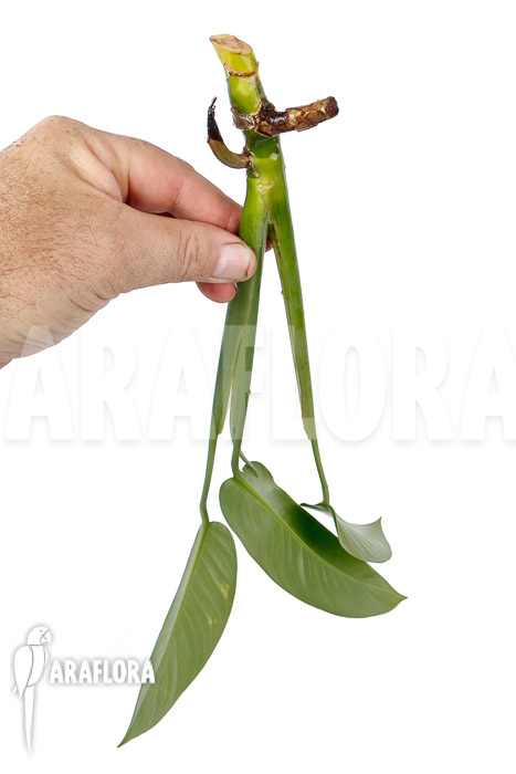 Rhodospatha latifolia ‚rooted cutting‘