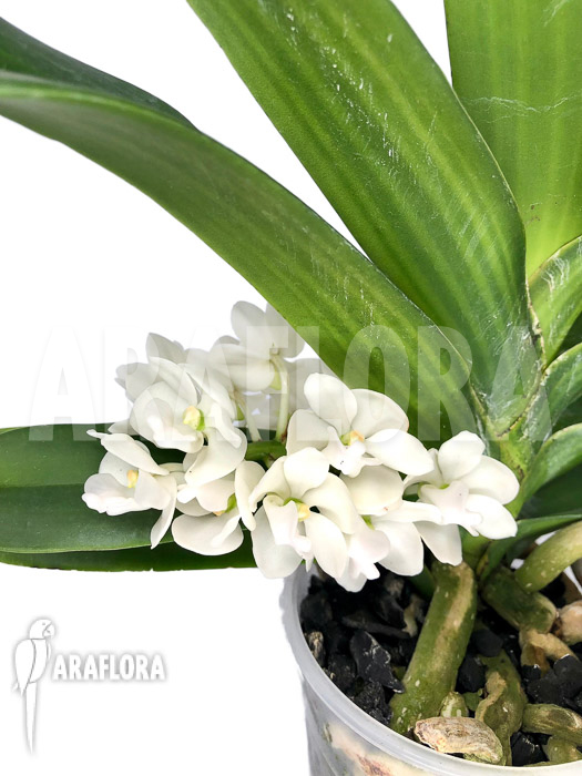 Rhynchostylis gigantea alba