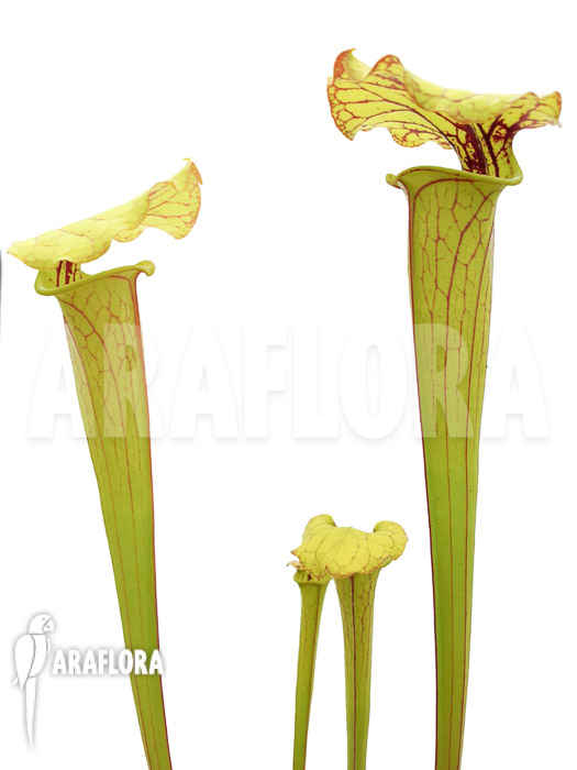 Sarracenia flava aff. Ornata (type C)