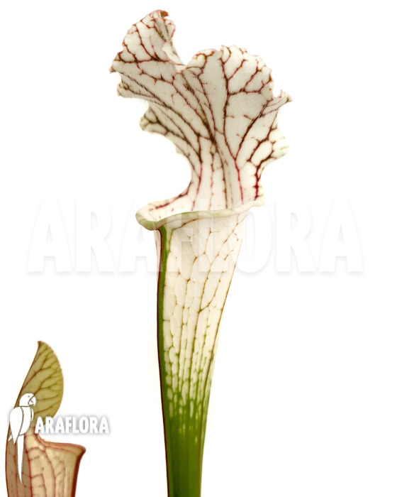 Sarracenia leucophylla ‚Red Line‘
