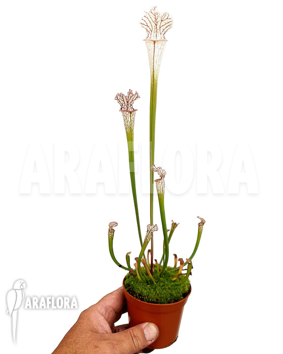 Sarracenia leucophylla ‚Red Line‘